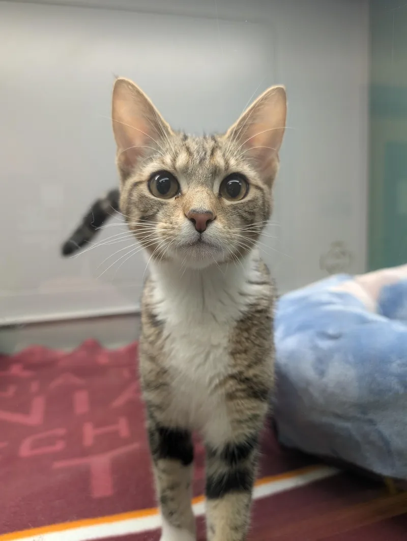 A young medium-sized male Tabby (Brown / Chocolate) Domestic Short Hair cat named Beau for adoption in Suffolk, VA