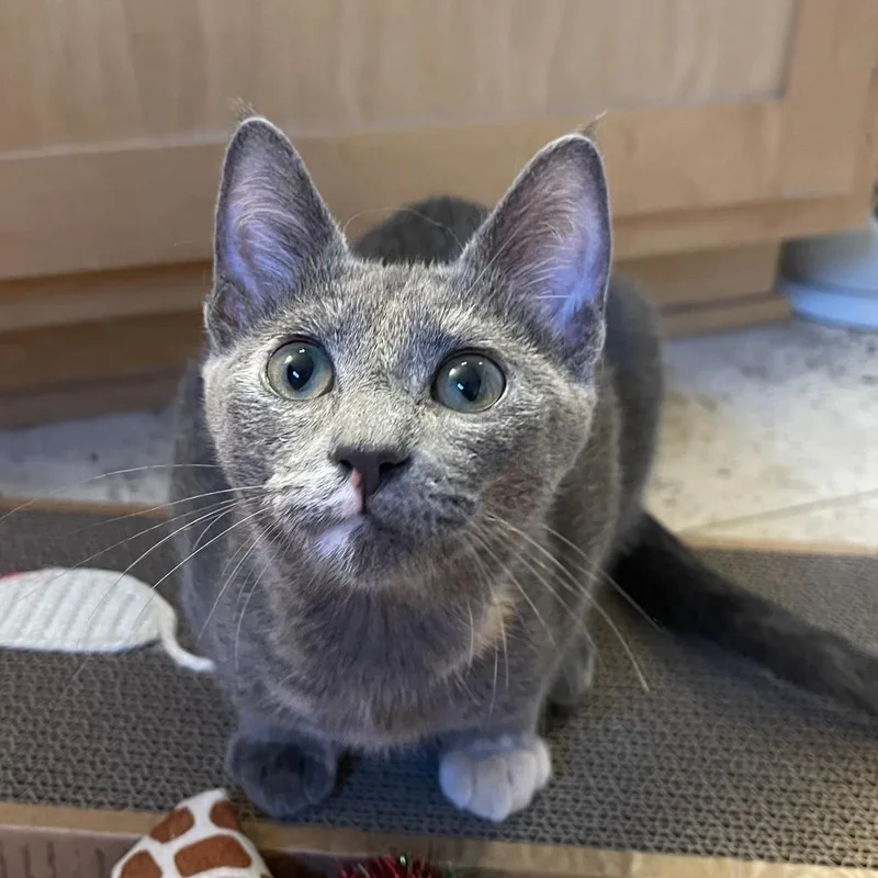 A young medium-sized female Gray / Blue / Silver Domestic Short Hair cat named Bubbles C for adoption in Minnetonka, MN