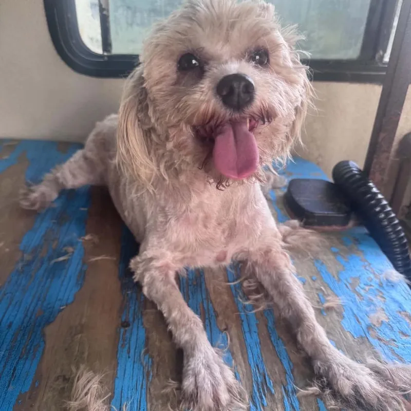 An adult small-sized female White / Cream Terrier dog named Crystal Gem for adoption in Anahuac, TX
