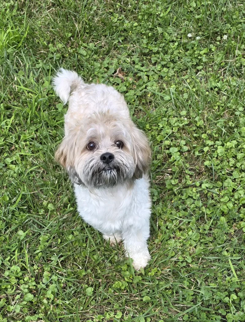 A young small-sized male White / Cream Shih Tzu dog named Toby for adoption in Momence, IL