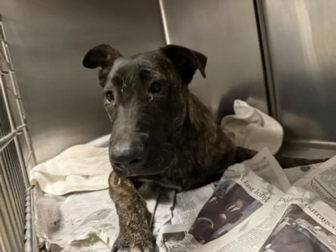 A young medium-sized female Belgian Shepherd / Malinois dog named Petra for adoption in Van Nuys, CA