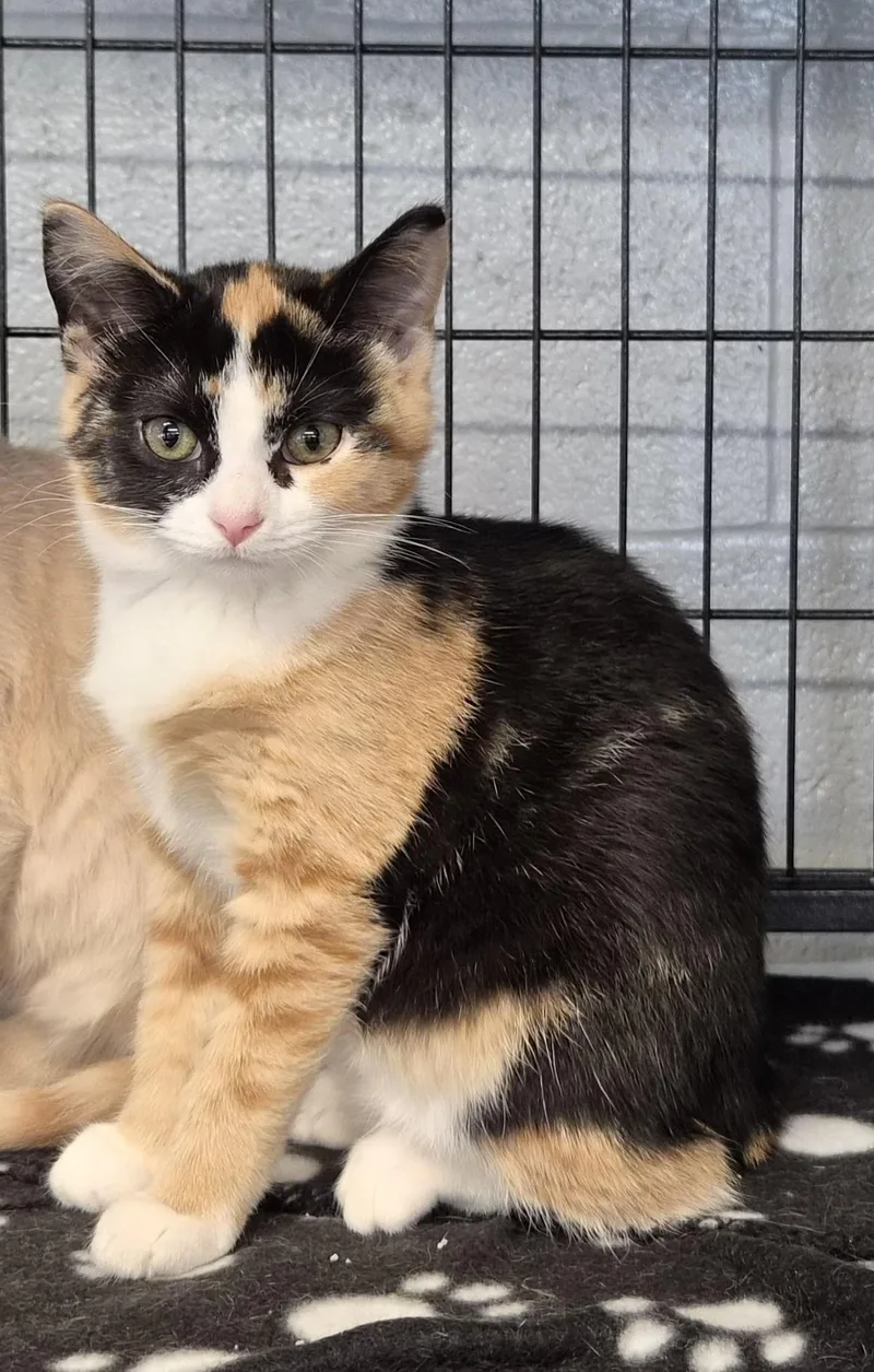 A baby small-sized female Domestic Short Hair cat named Ruby for adoption in Hermitage, PA