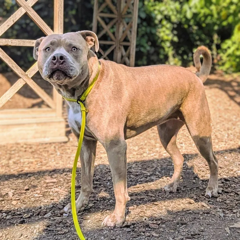 A young medium-sized female Pit Bull Terrier dog named Nomi for adoption in Oakland, CA