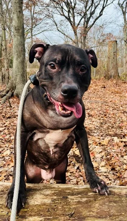 An adult large-sized male Terrier dog named Ace for adoption in Wantagh, NY