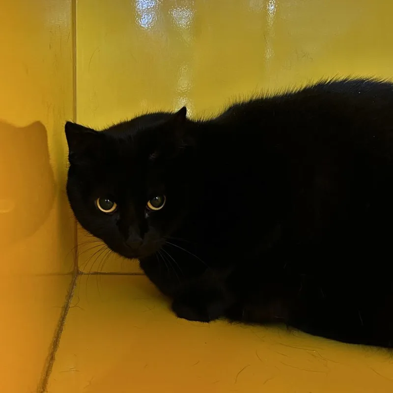An adult extra large-sized female Black Domestic Short Hair cat named Georgia for adoption in Abilene, TX
