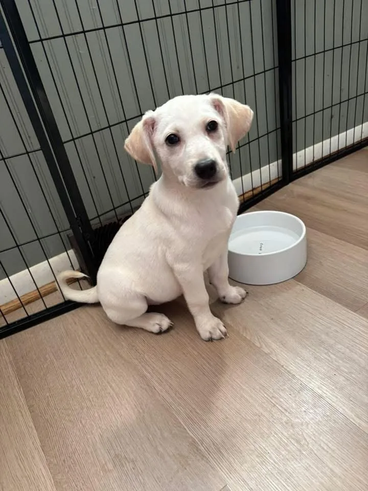 A baby large-sized female White / Cream Labrador Retriever dog named Karen Smith for adoption in Orland Park, IL