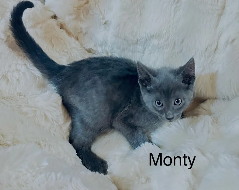 A baby medium-sized male Gray / Blue / Silver Domestic Short Hair cat named Monty for adoption in South Elgin, IL
