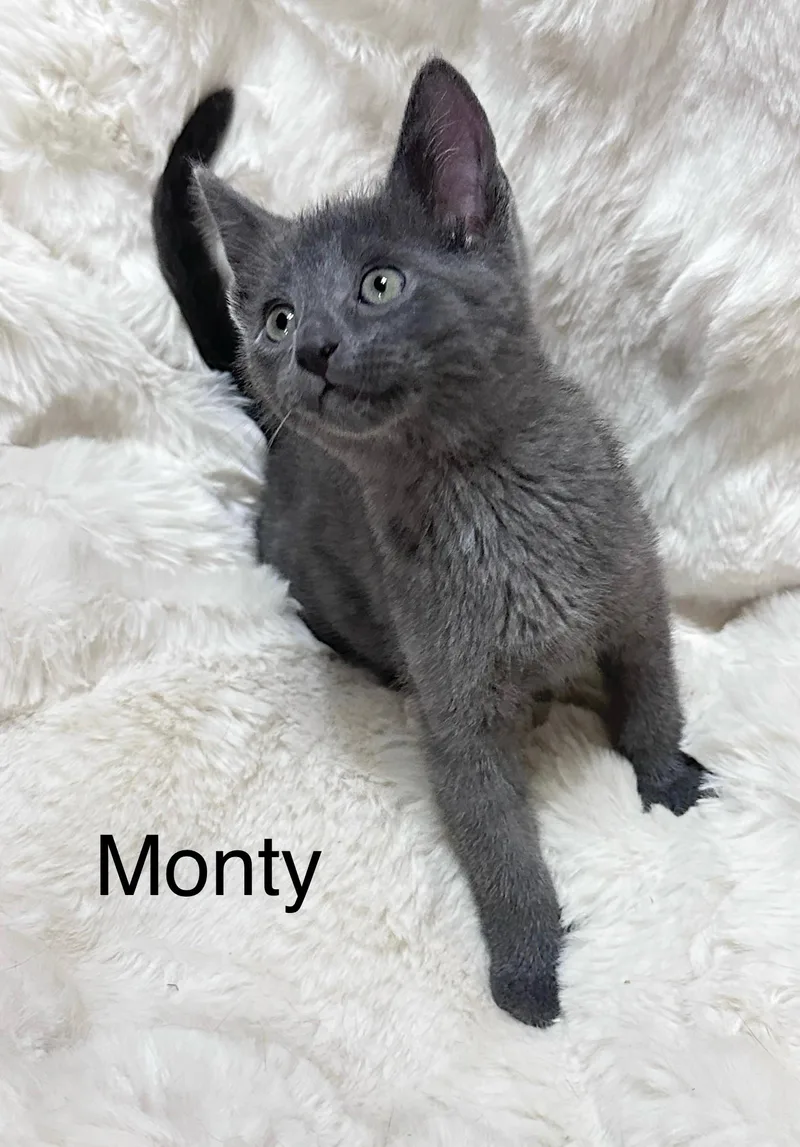 Monty thumbnail 2