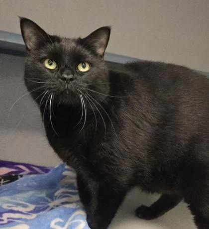 A senior medium-sized male Domestic Short Hair cat named Smokey  I am for adoption in East Brookfield, MA