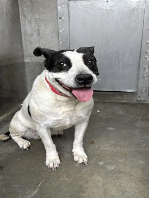 An adult medium-sized female Pit Bull Terrier dog named Rose for adoption in Los Angeles, CA