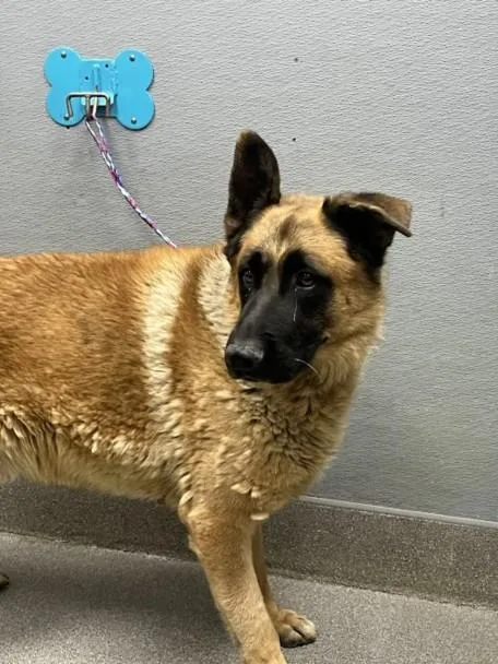 An adult large-sized male German Shepherd Dog dog named Thor for adoption in Las Vegas, NV