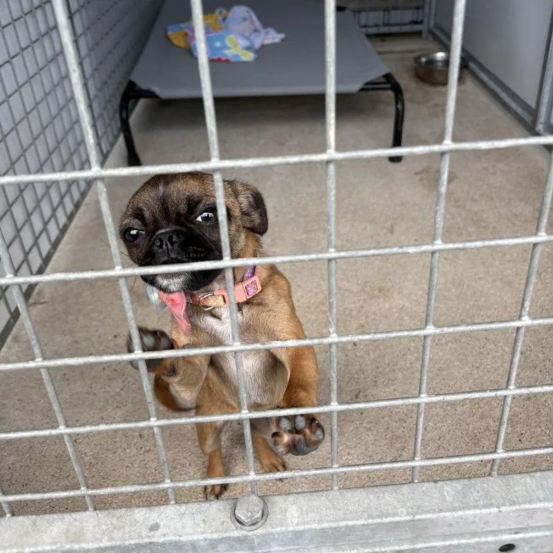 A baby small-sized female Brown / Chocolate Pug dog named Pink Squirrel for adoption in Austin, TX