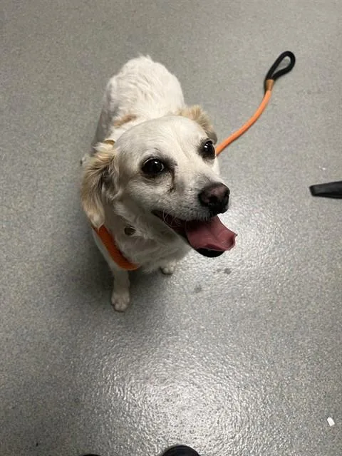 An adult small-sized female Chihuahua dog named Vikki for adoption in Ontario, CA