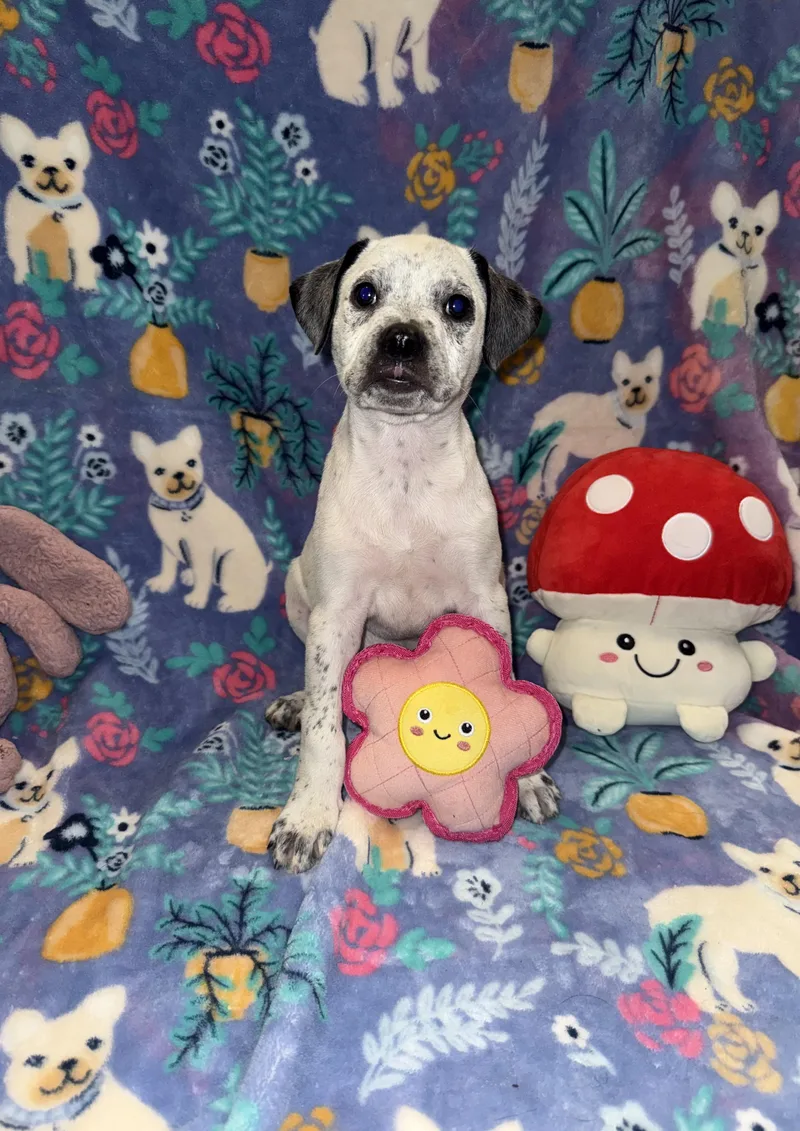 Hi! I’m Scout! Waiting thumbnail 2