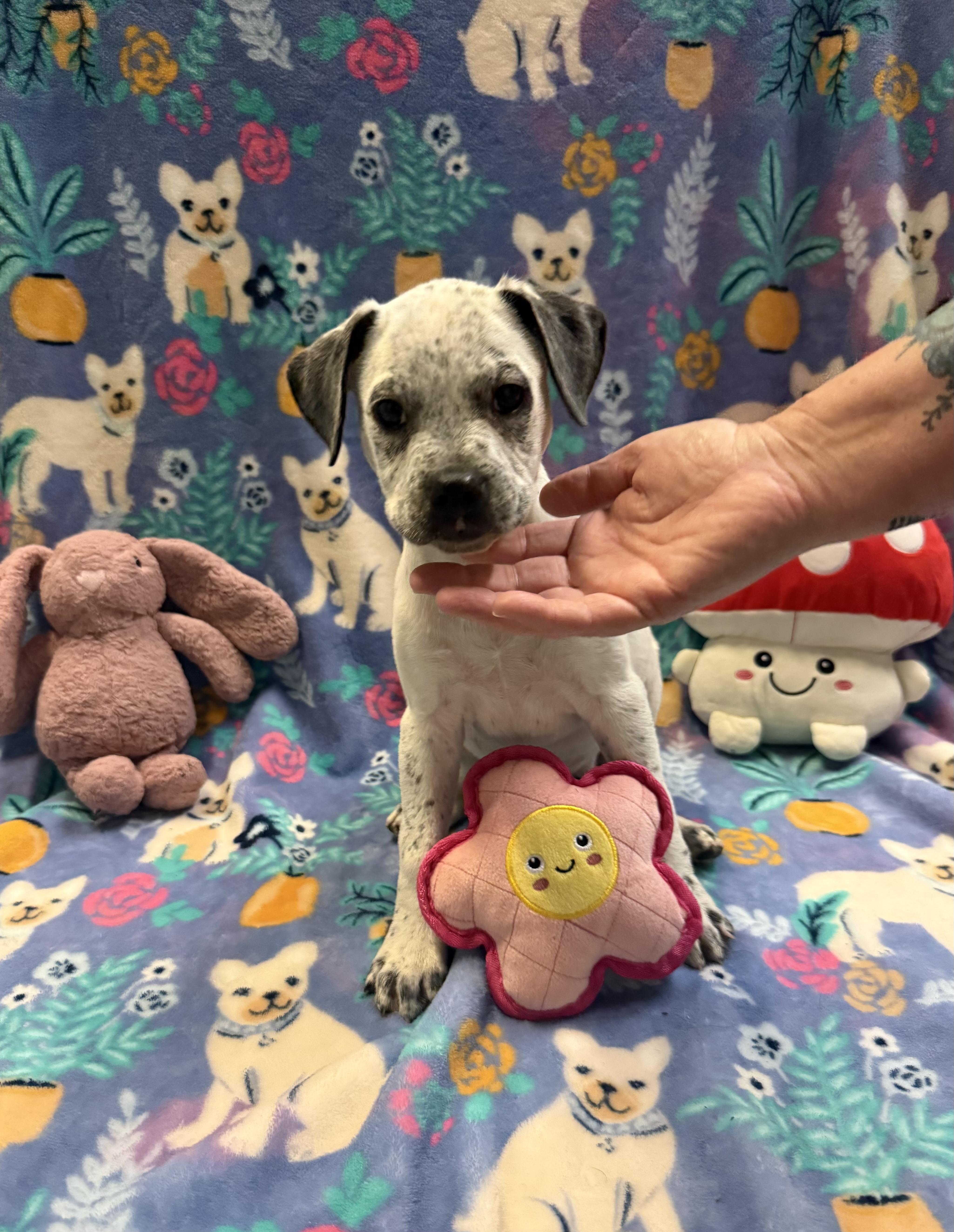 Hi! I’m Scout! Waiting thumbnail 4