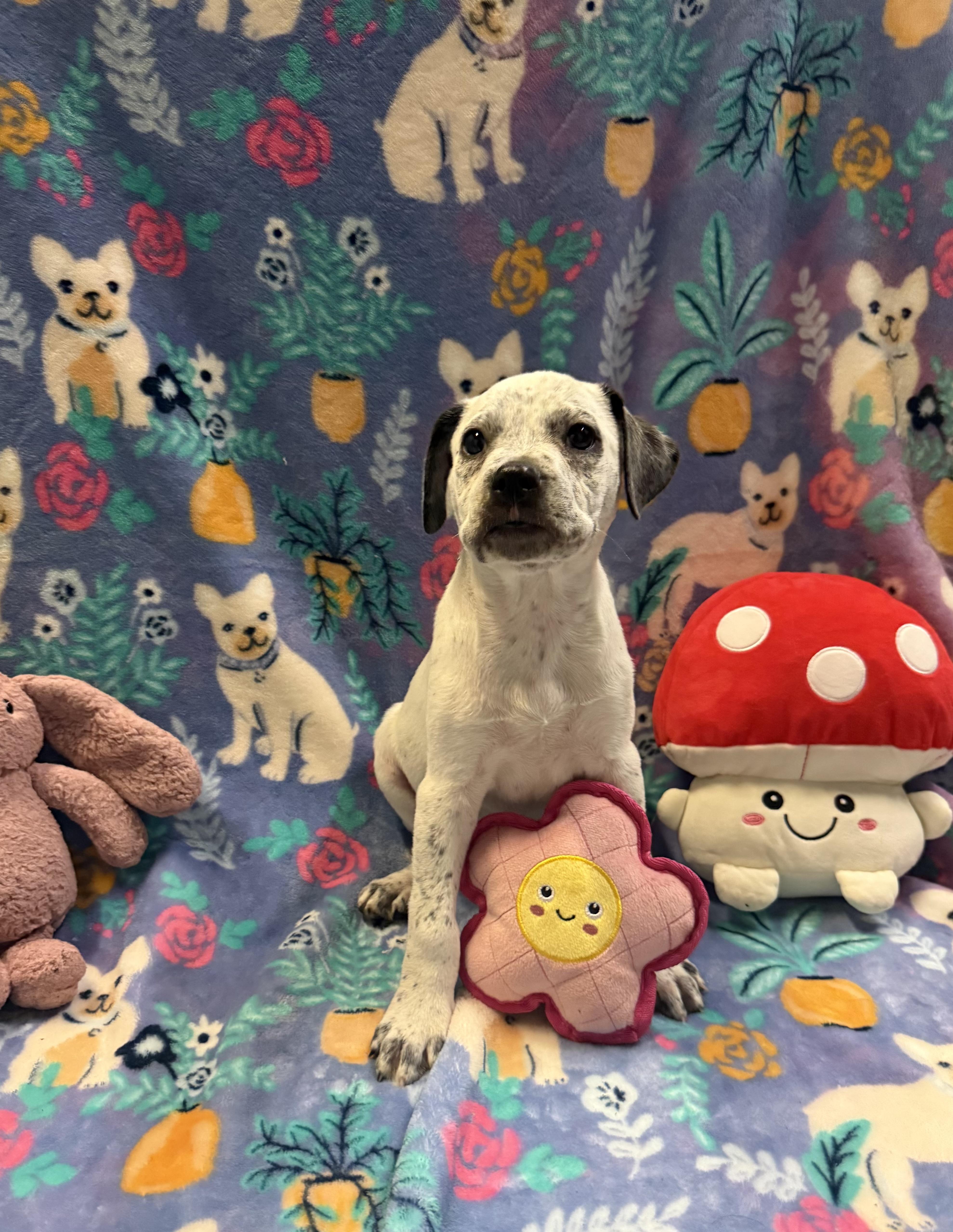 A baby medium-sized male Boxer dog named Hi! I’m Scout! Waiting for adoption in Conway, SC