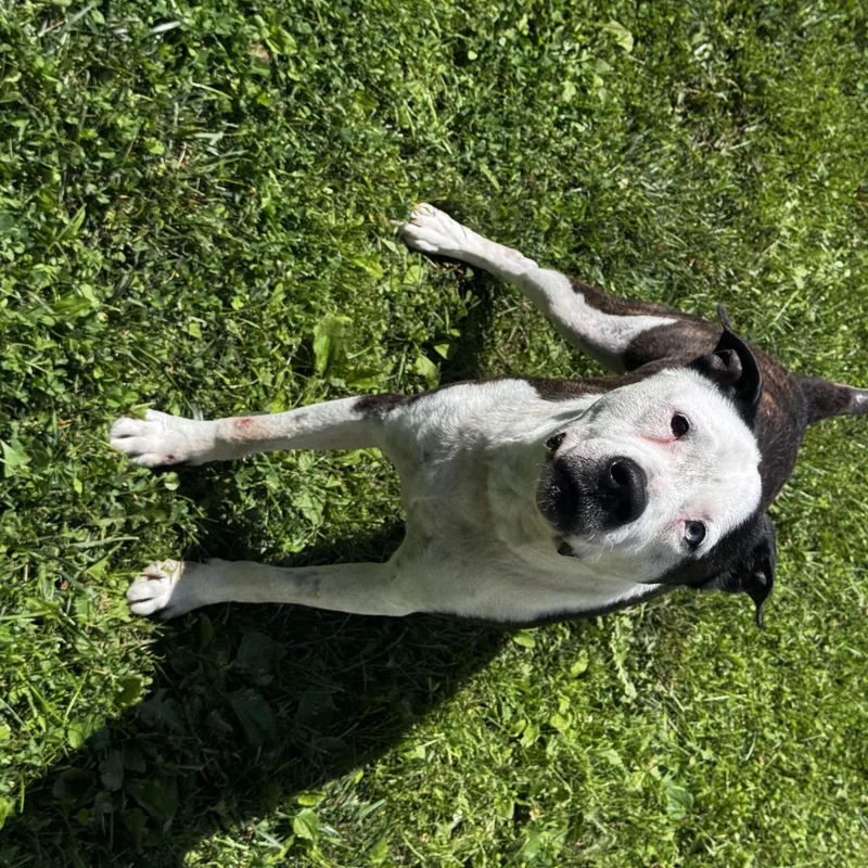An adult medium-sized male Tricolor (Brown, Black, & White) Mixed Breed dog named Tucker for adoption in Norwich, NY