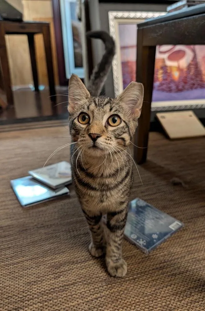A baby small-sized male Domestic Short Hair cat named Harrington for adoption in Dallas, TX