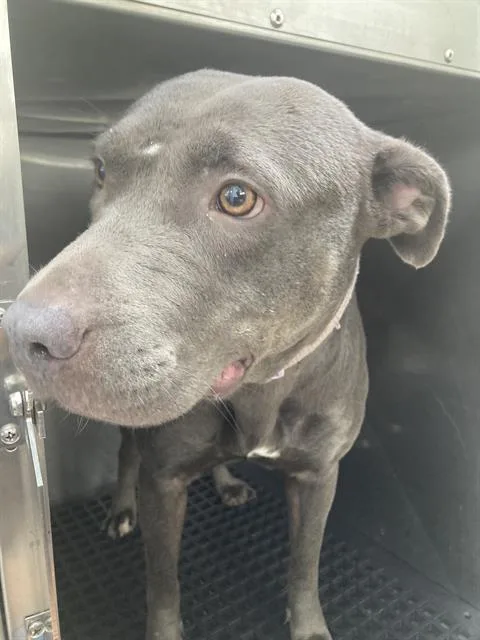 A young large-sized female Pit Bull Terrier dog named Princess for adoption in Dallas, TX