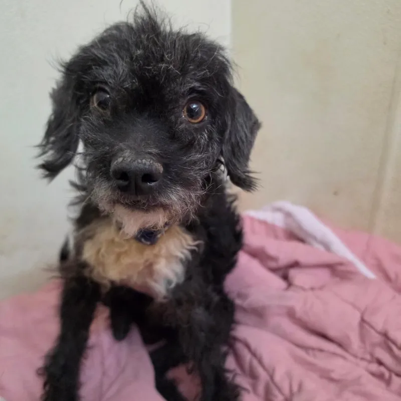 An adult small-sized male Black Poodle dog named Hayden  Chino Hills for adoption in Chino Hills, CA