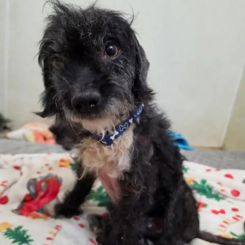 Hayden  Chino Hills thumbnail 3