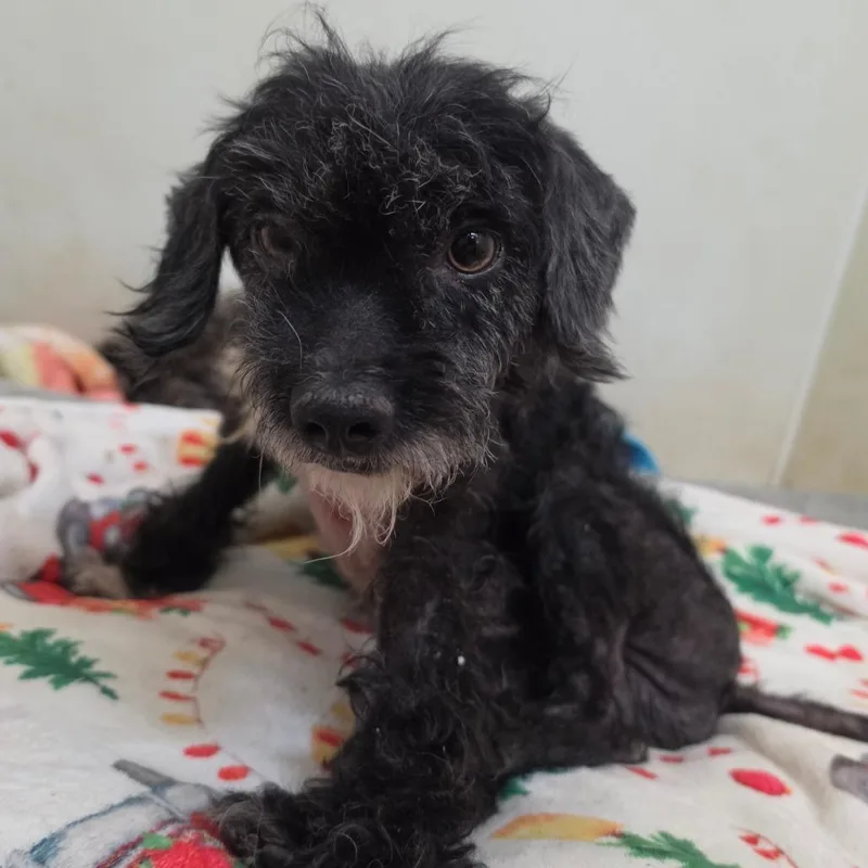 Hayden  Chino Hills thumbnail 4