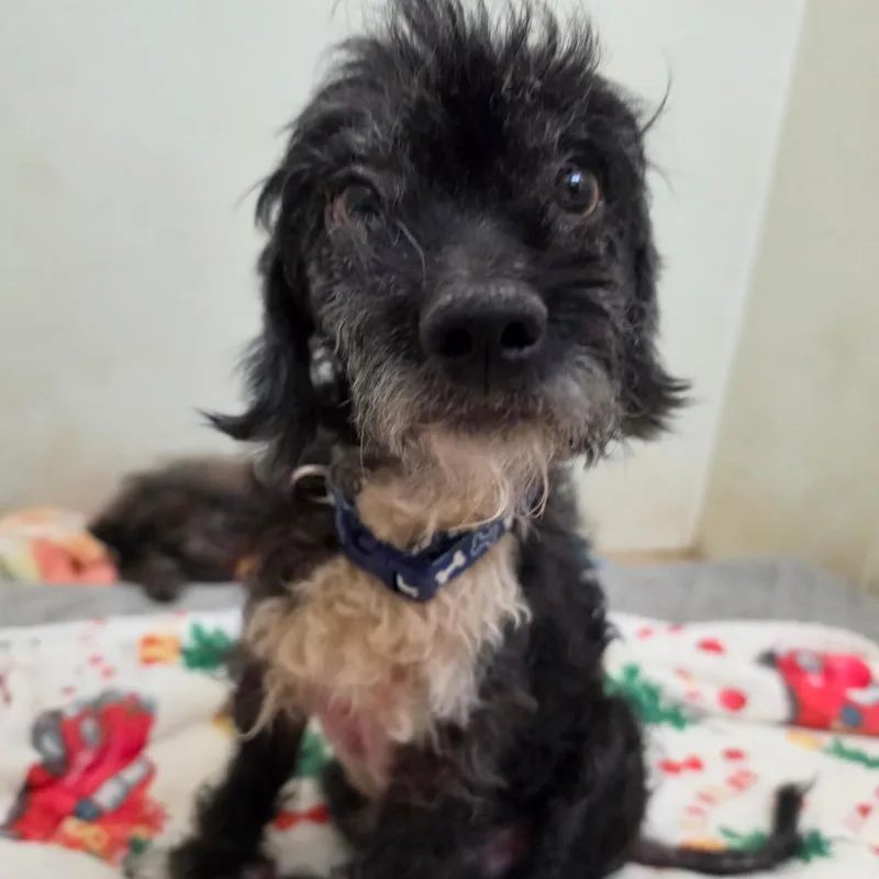 Hayden  Chino Hills thumbnail 5