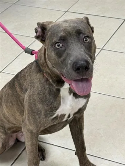 An adult medium-sized female Mixed Breed dog named Echo for adoption in Largo, FL