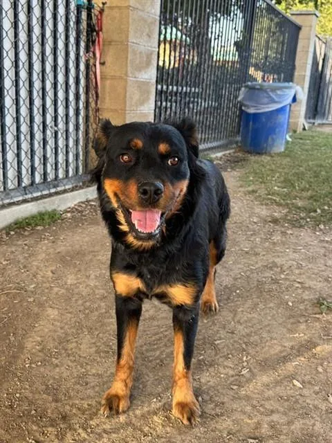 An adult large-sized female Rottweiler dog named Dumpling for adoption in Riverside, CA