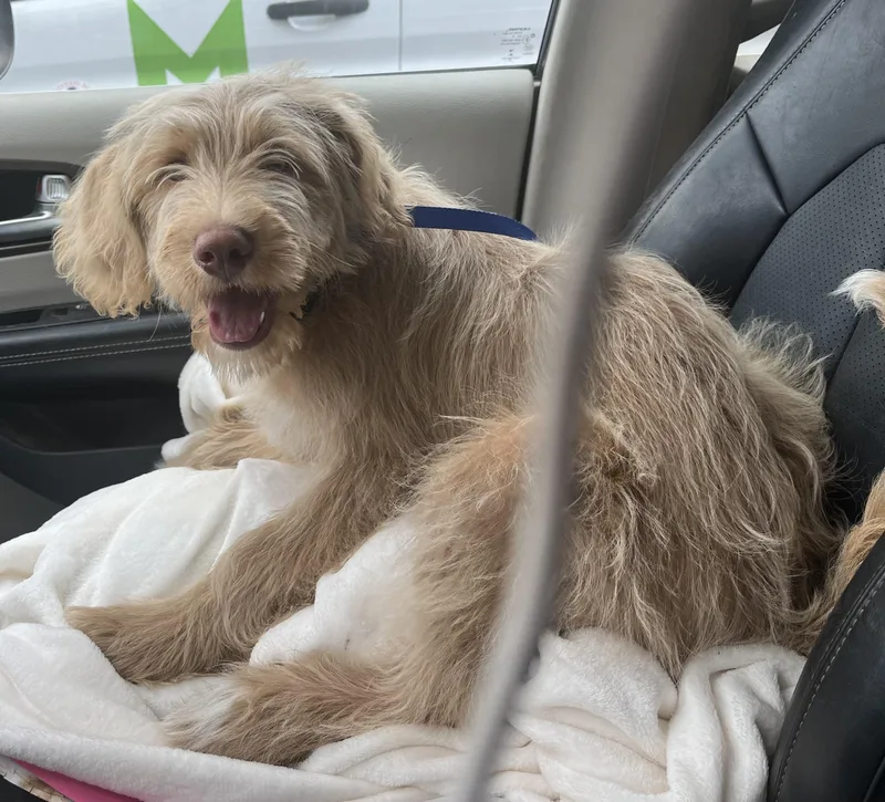 Lilly.  Video. thumbnail 4