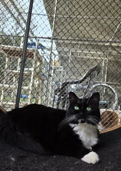 An adult medium-sized female Domestic Short Hair cat named Boo Boo for adoption in Batavia, OH