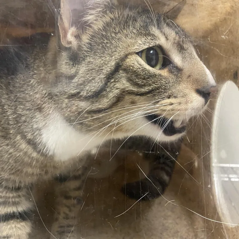 An adult large-sized male Brown / Chocolate Domestic Short Hair cat named Cash for adoption in Reno, NV