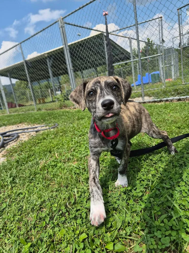 A young medium-sized male Mixed Breed dog named Randy for adoption in Moundsville, WV