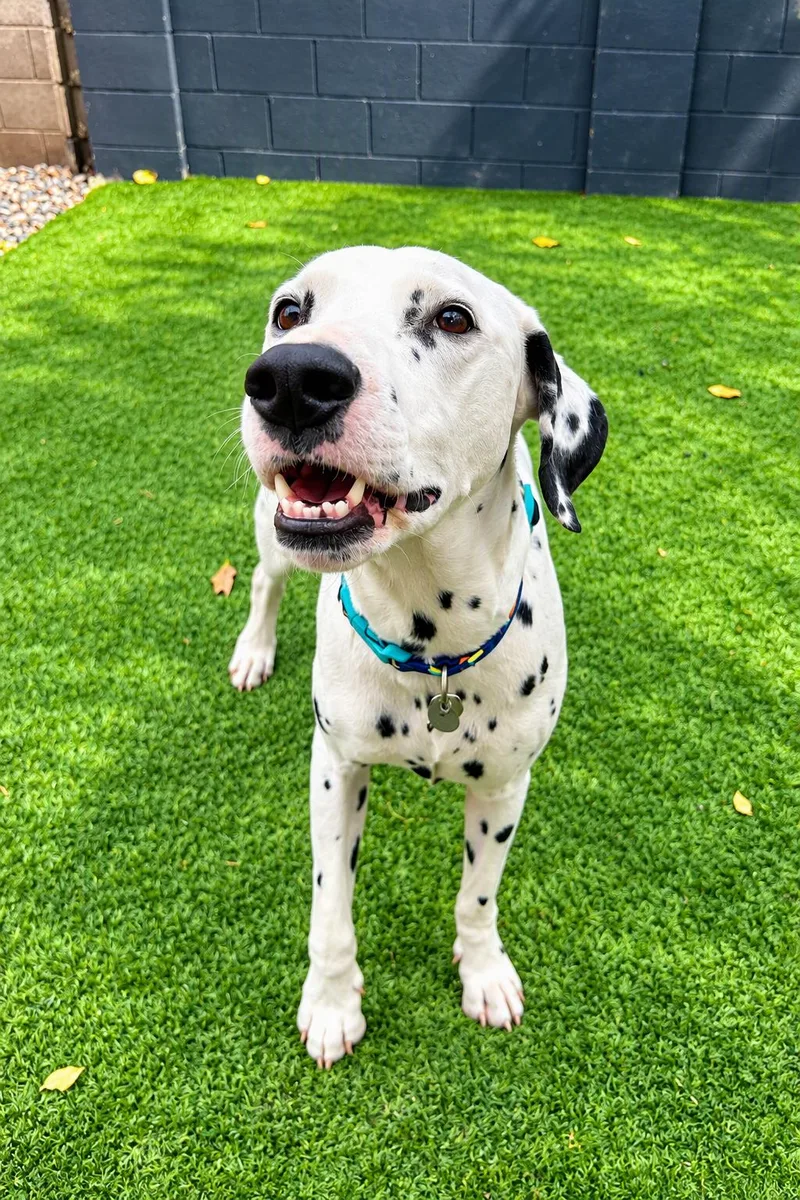 An adult medium-sized male Dalmatian dog named SpotPhoenix  AZ for adoption in San Diego, CA