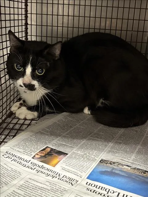 An adult medium-sized male Domestic Short Hair cat named Ollie for adoption in Chatsworth, CA
