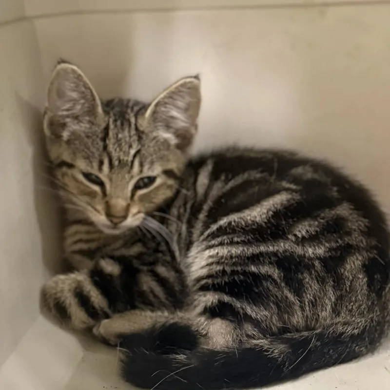 A baby small-sized male Brown / Chocolate Domestic Short Hair cat named CracklyC for adoption in East Saint Louis, IL