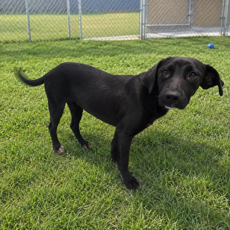 An adult medium-sized female Black Labrador Retriever dog named Apple for adoption in Orangeburg, SC