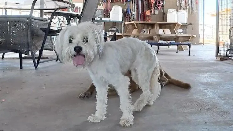 An adult small-sized female Shih Tzu dog named Bell for adoption in Queen Creek, AZ