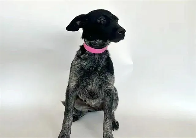 A baby small-sized female Australian Shepherd dog named Brittany for adoption in Saint Louis, MO