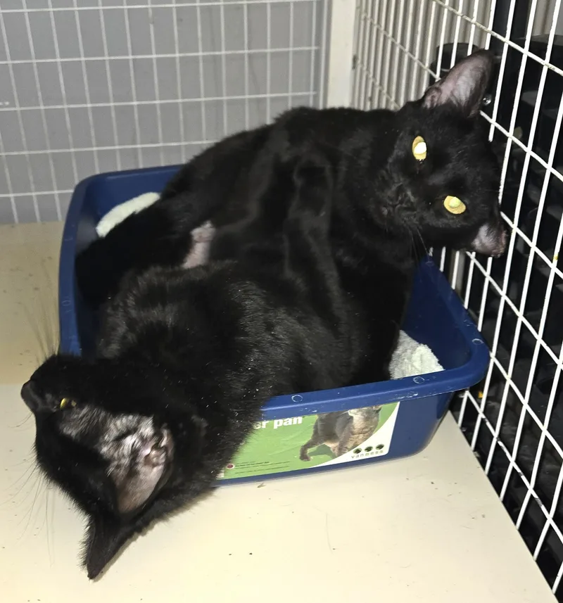 An adult small-sized female Black Domestic Short Hair cat named Munchkin and Muffin for adoption in Milford, CT