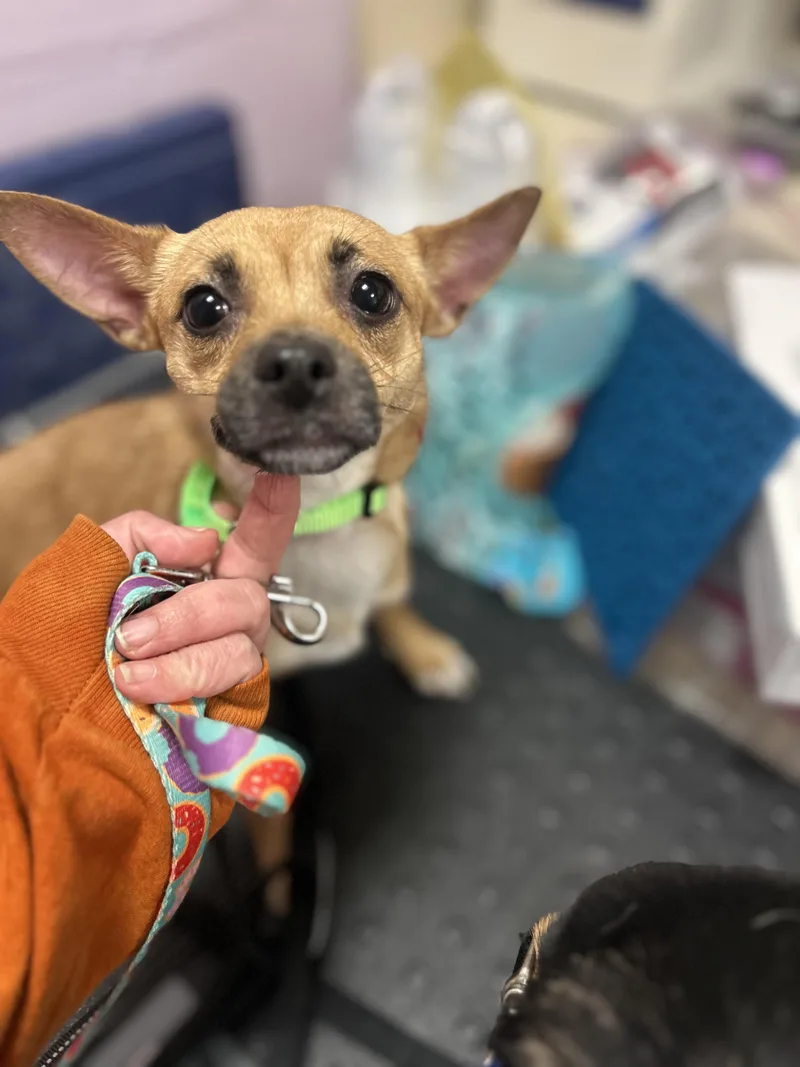 Dorito And Dumpling thumbnail 2