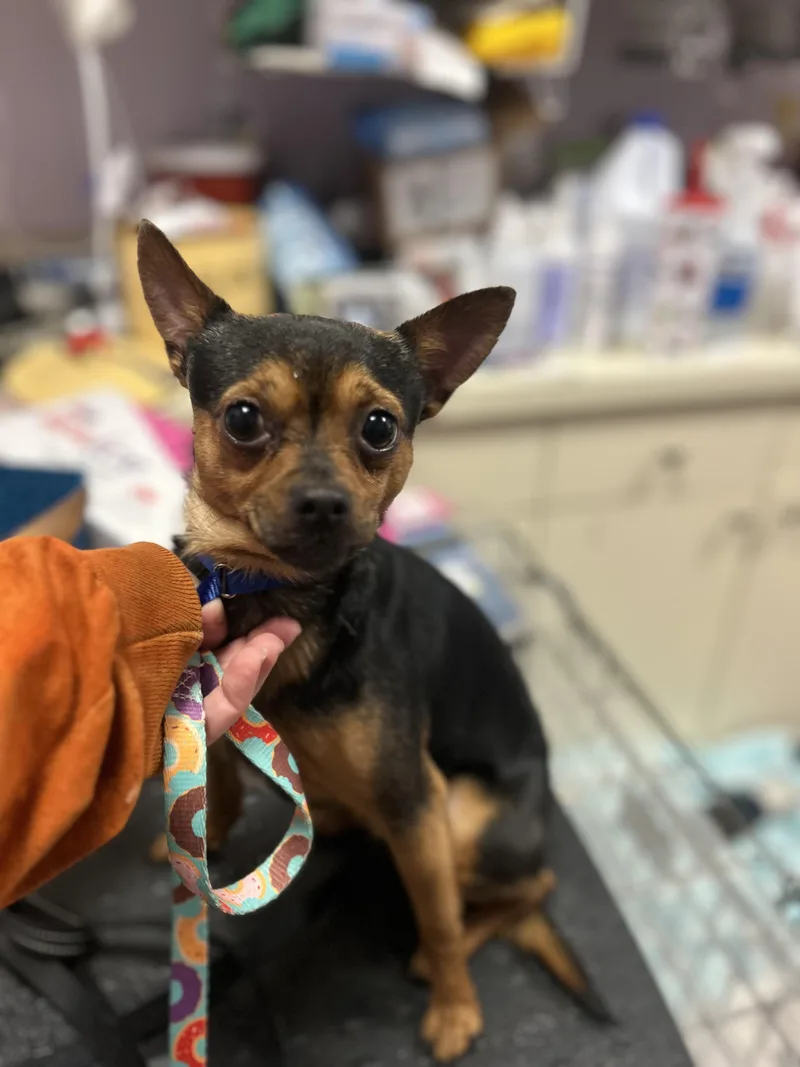 Dorito And Dumpling thumbnail 3