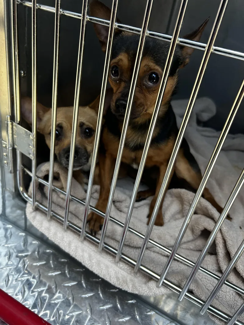 Dorito And Dumpling thumbnail 4