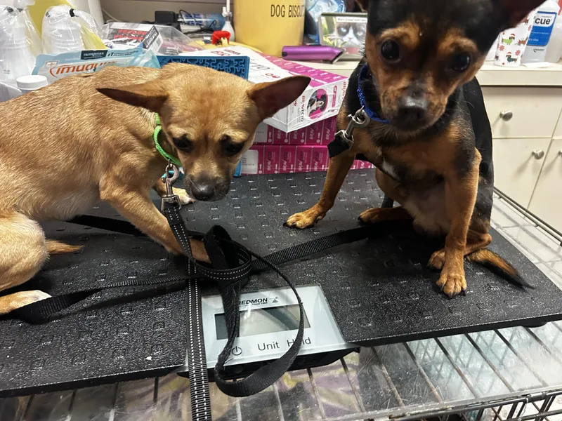 A young small-sized male Black Chihuahua dog named Dorito And Dumpling for adoption in Oak Ridge, NJ