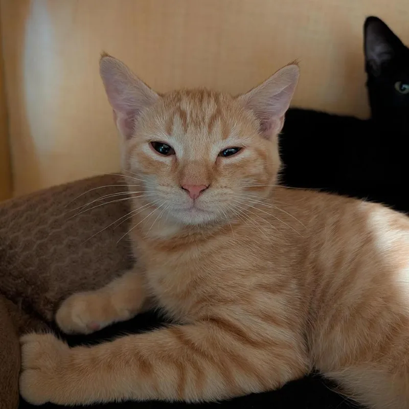 A baby small-sized male Orange / Red Domestic Short Hair cat named Sunkist for adoption in Washington Township, OH