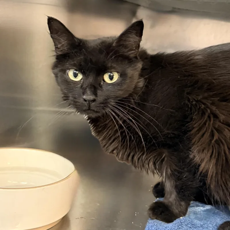 An adult medium-sized female Black Domestic Medium Hair cat named Sade for adoption in Palm Springs, CA
