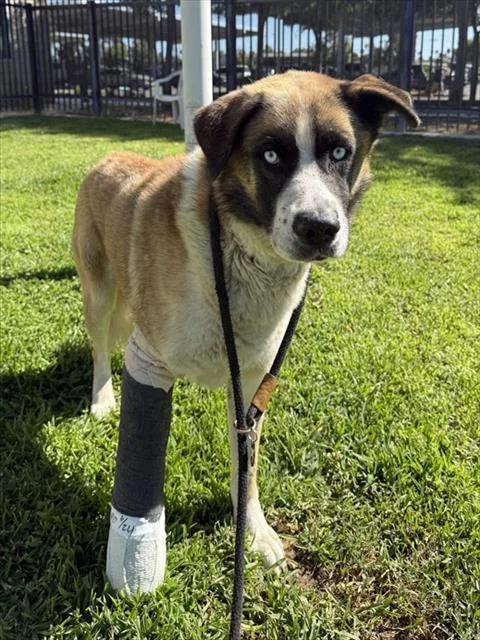 An adult large-sized male Akita dog named Marly for adoption in Thousand Palms, CA
