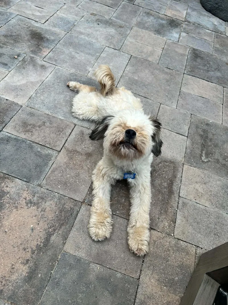 A young small-sized female Yellow / Tan / Blond / Fawn Havanese dog named Buttercup for adoption in Las Vegas, NV