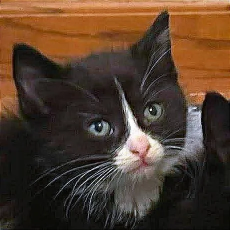 A baby small-sized male Black Domestic Short Hair cat named Tiger for adoption in Hannibal, MO