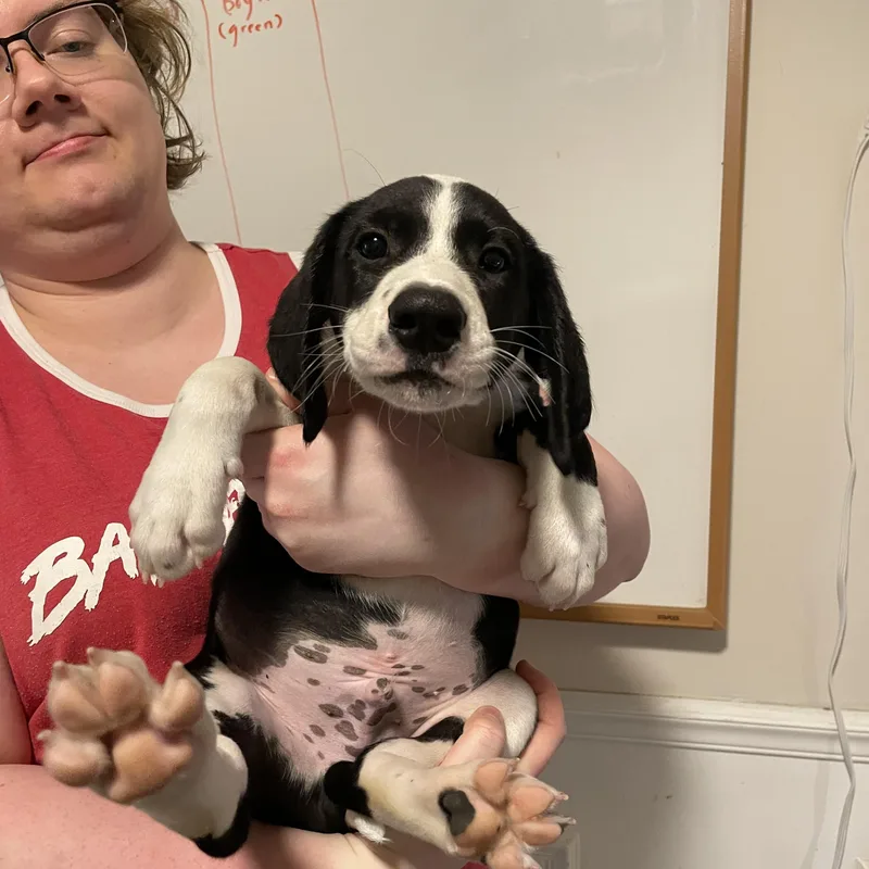 A baby large-sized male Treeing Walker Coonhound dog named Rudy for adoption in MADISON, AL